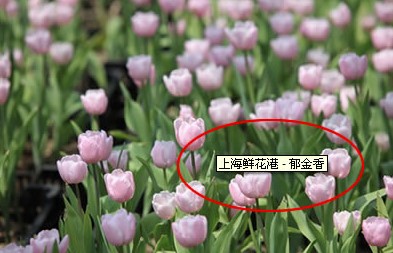 图片[1]-ALT属性对于SEO有什么作用