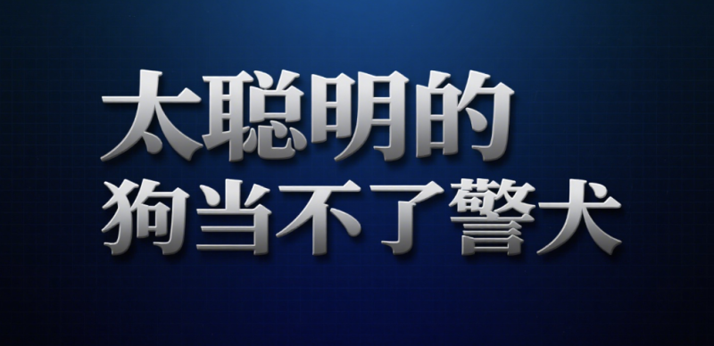 太聪明的狗当不了警犬-爱分享导航